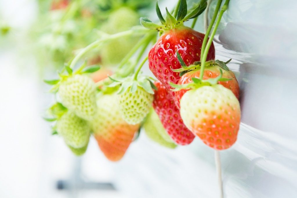 strawberry, red, green-1714323.jpg