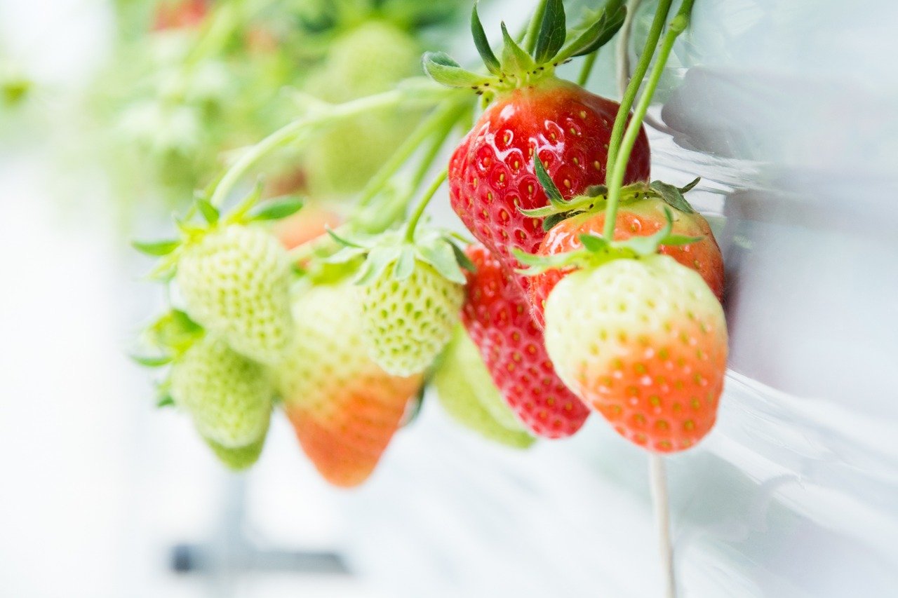 strawberry, red, green-1714323.jpg