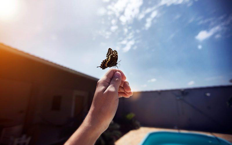 pexels-almadastudio-5344432 Photo by Almada Studio: https://www.pexels.com/photo/butterfly-on-a-person-s-hand-5344432/