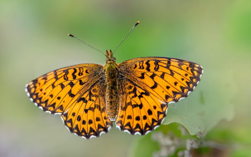 pexels-erik-karits-2093459-18175839 Photo by Erik Karits: https://www.pexels.com/photo/a-small-orange-butterfly-sitting-on-a-leaf-18175839/